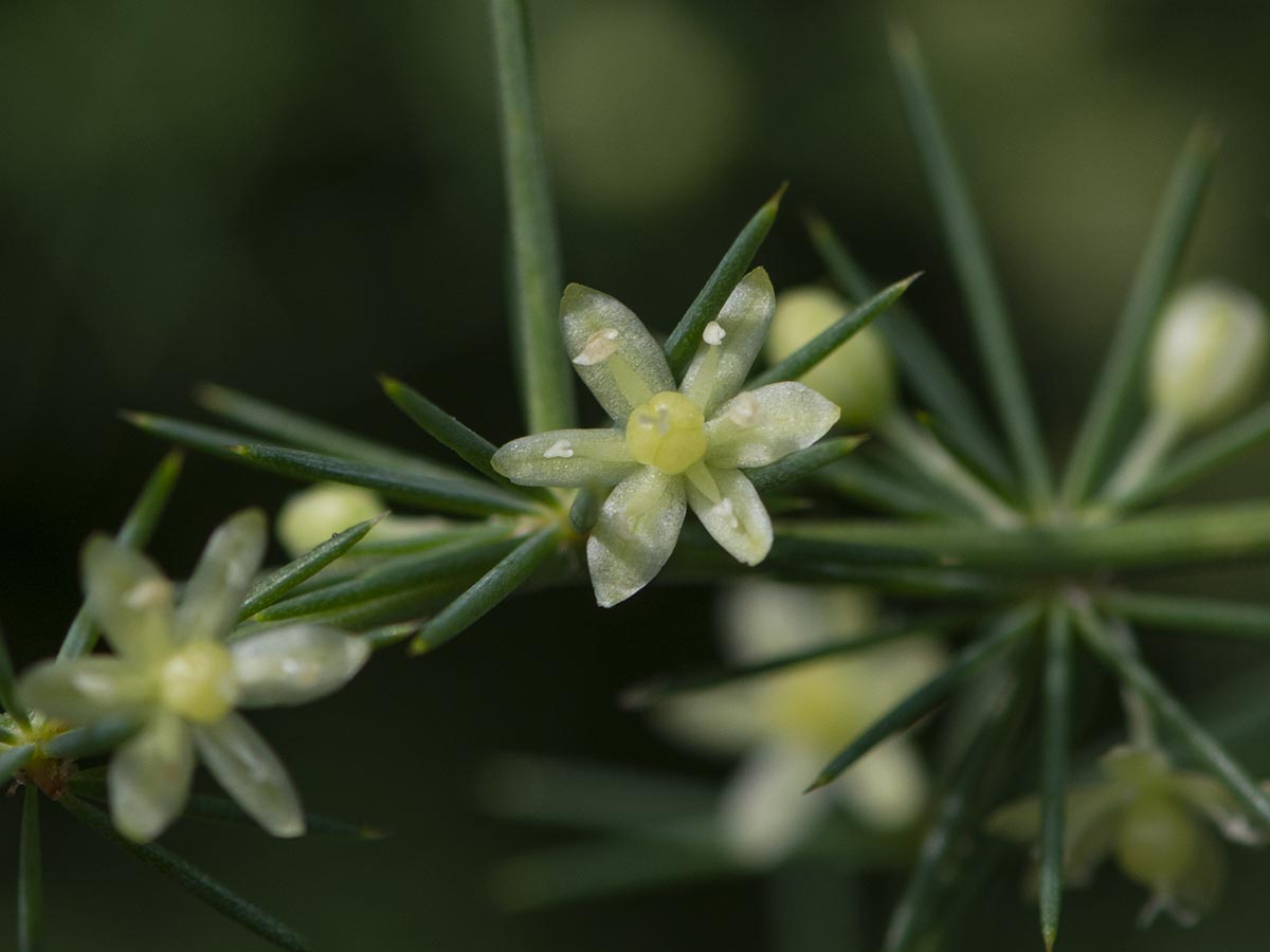 Asparagus acutifolius